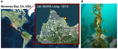 Untangling Genomes of Novel Planctomycetal and Verrucomicrobial Species from Monterey Bay Kelp Forest Metagenomes by Refined Binning